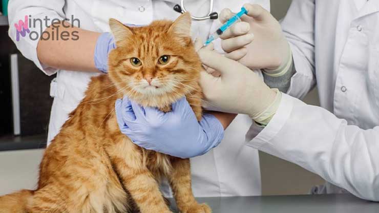Biaya Suntik Scabies Kucing: Definisi Scabies, Gejala & Tips 6 Definisi dan Dampak Scabies pada Kucing