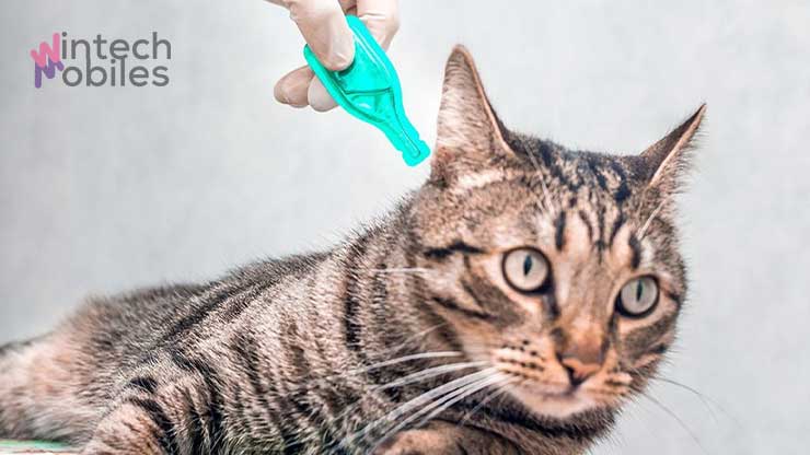 Biaya Suntik Scabies Kucing: Definisi Scabies, Gejala & Tips 10 Pengobatan Topikal