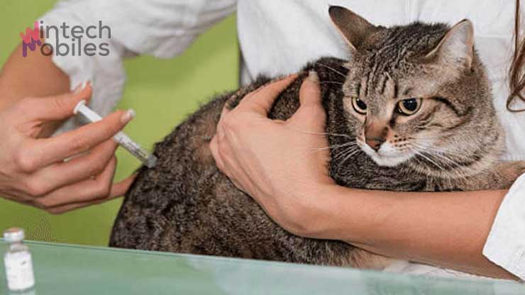 Biaya Suntik Scabies Kucing: Definisi Scabies, Gejala & Tips 9 Perkiraan Biaya Suntik Scabies Kucing