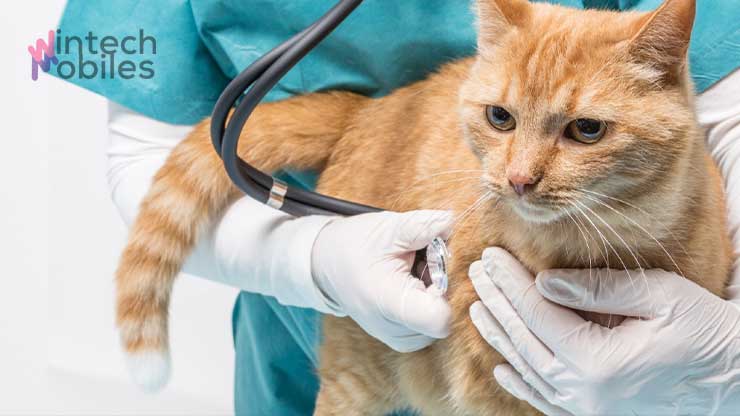 Biaya Suntik Scabies Kucing: Definisi Scabies, Gejala & Tips 8 Tips Menghemat Biaya Suntik Scabies Kucing