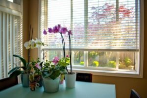 Indoor plants care